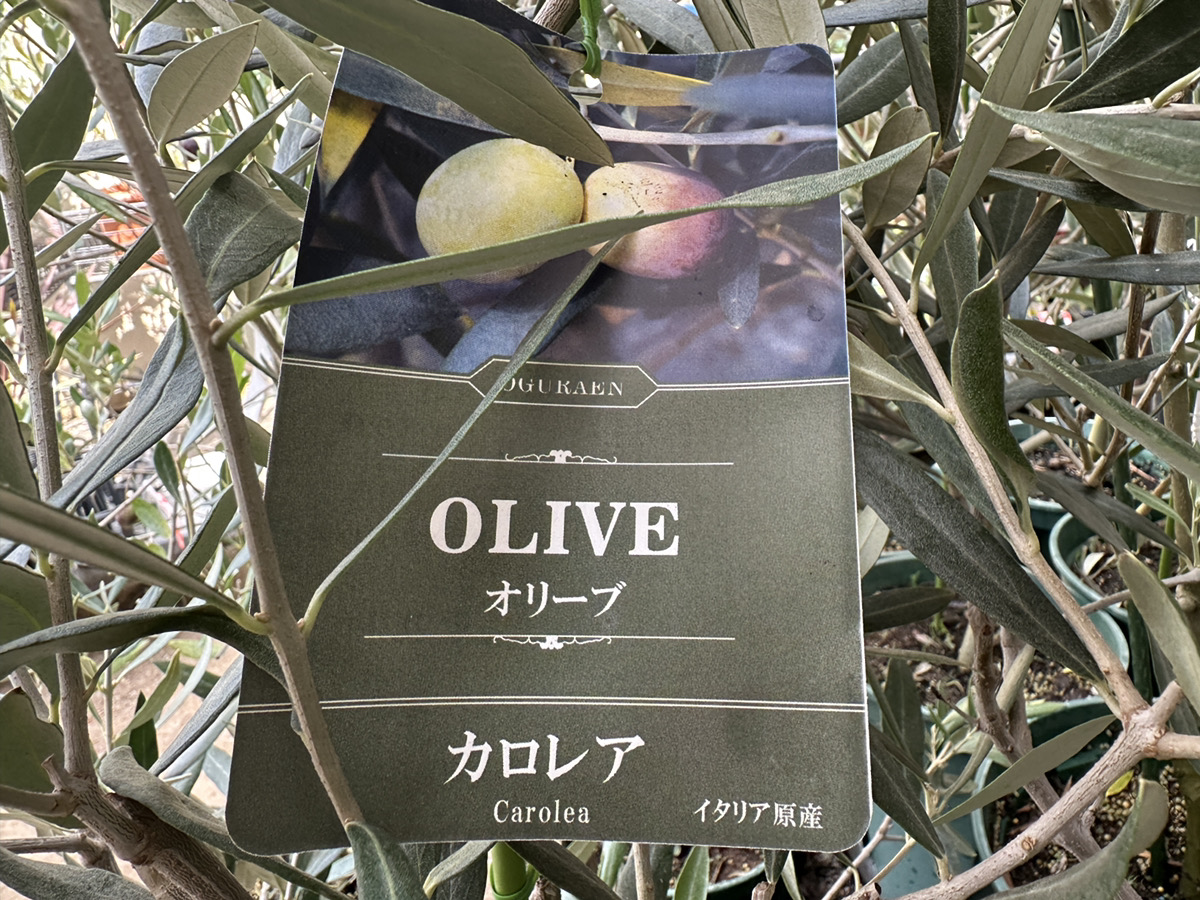 第一弾】10月4日(土)・5日(日)はオリーブフェア！ | オザキフラワー