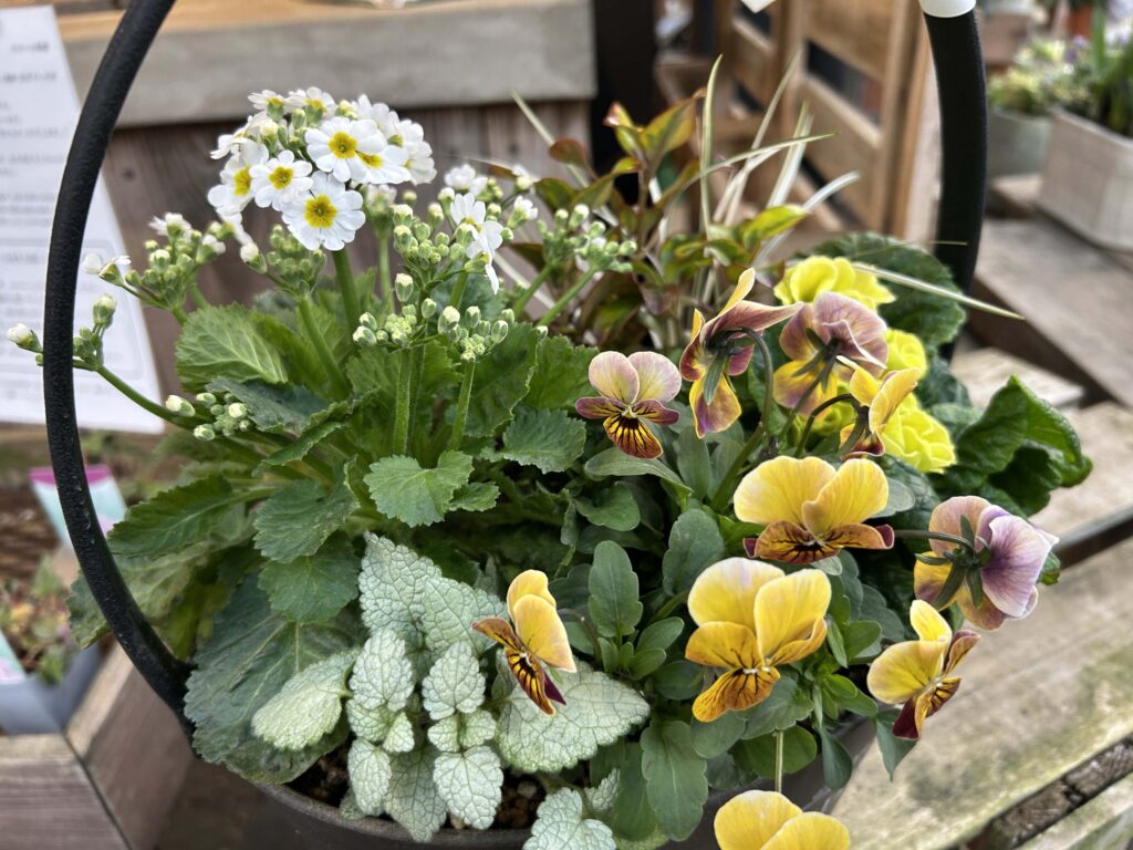 1F 花苗売場よりセール中のオススメ商品ピックアップ! | オザキ