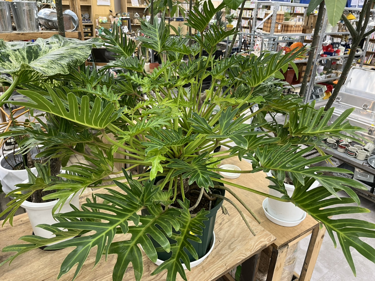 巨大モンステラ降臨 | オザキフラワーパーク | オザキフラワーパーク