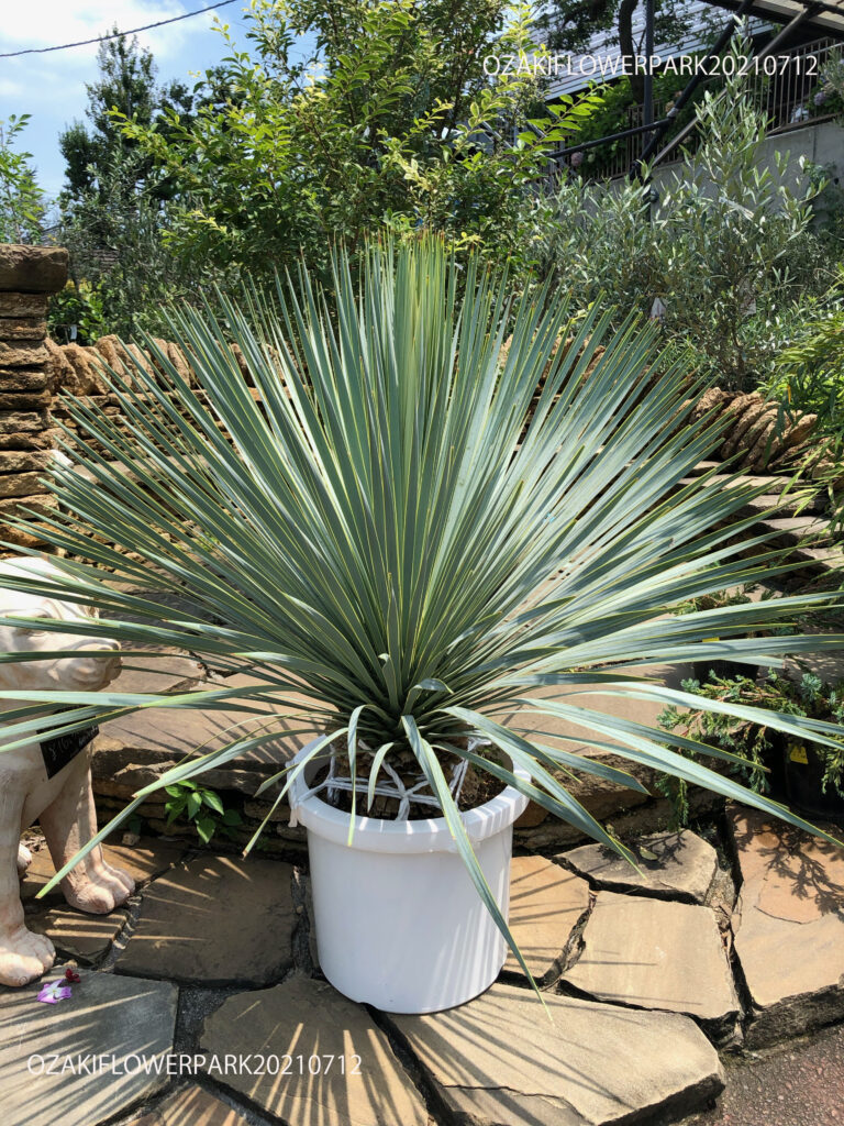 ユッカ ロストラータ 【21-171】美形 シルバーブルー 【公式通販】