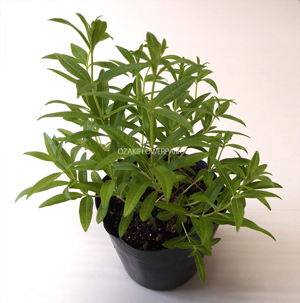 レモンバーベナ | オザキフラワーパーク | オザキフラワーパーク