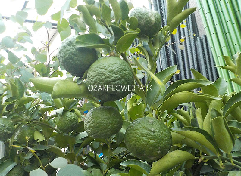 ユズ（本柚子） | オザキフラワーパーク | オザキフラワーパーク