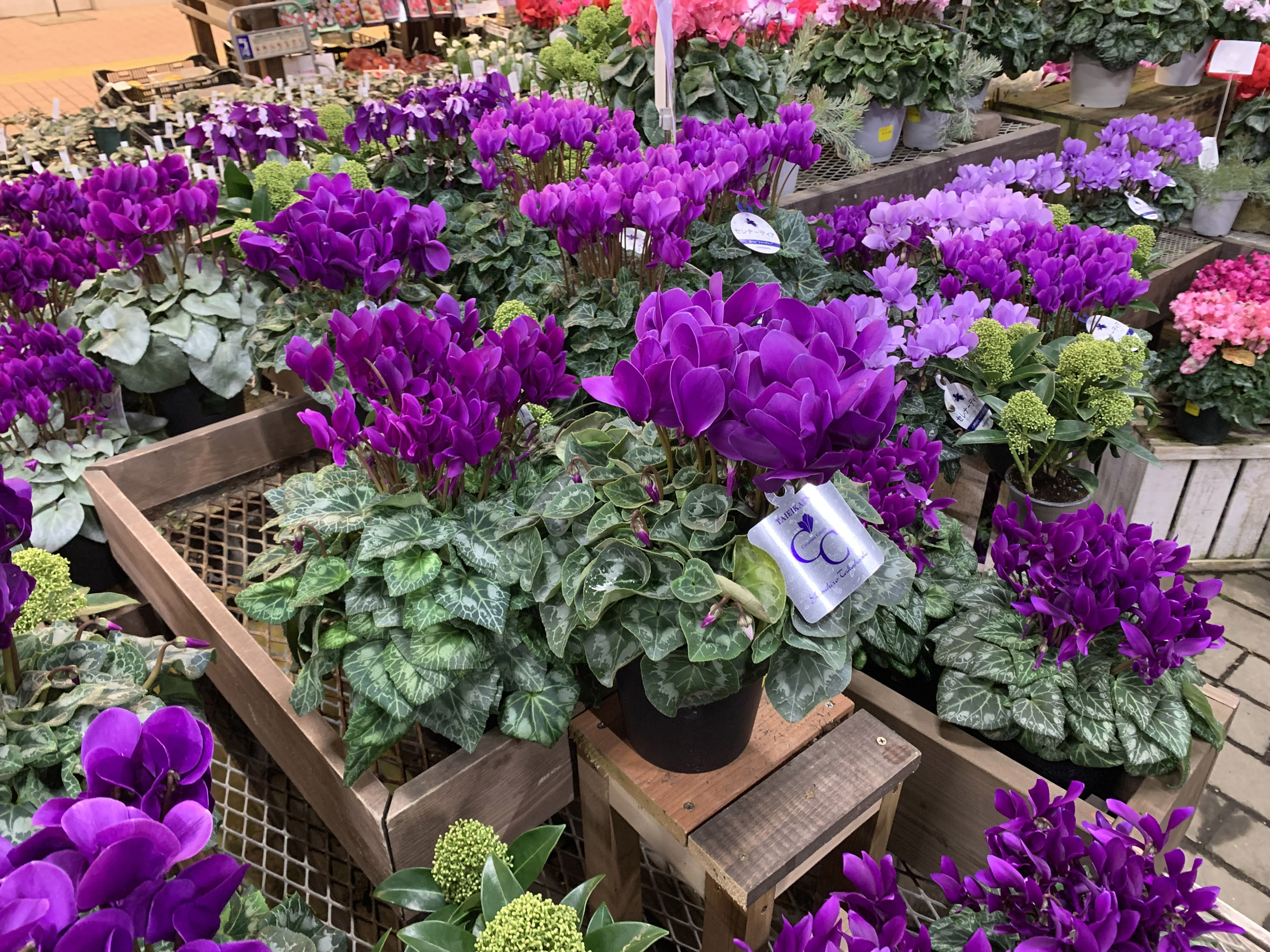 1F|クリスマスローズ追加(加藤農園 千重咲きモーリー!!) | オザキ