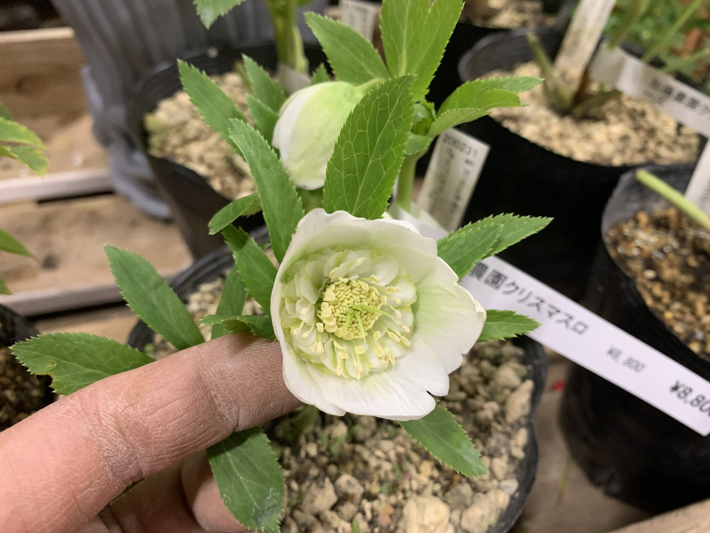 1F|クリスマスローズ開始です！ | オザキフラワーパーク | オザキ