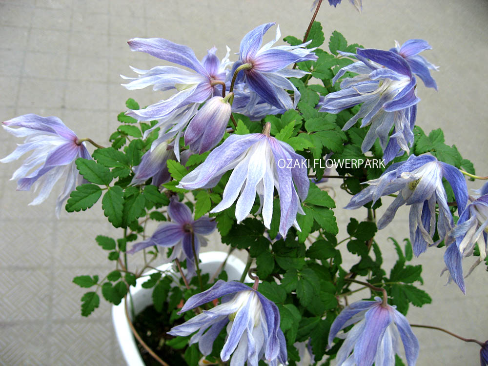 クレマチス マクロペタラ ウェッセルトン | オザキフラワーパーク
