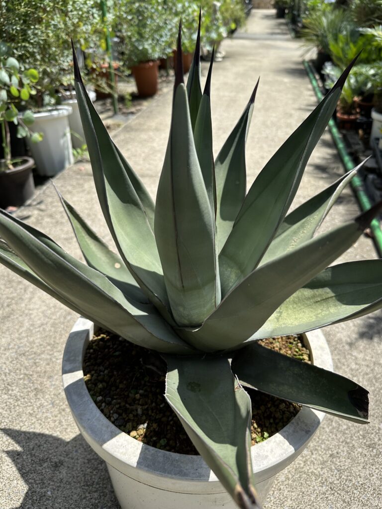 植木場よりアガベ品種ご紹介！ | オザキフラワーパーク | オザキ