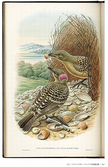 博物画の楽しみを知る “博物学黄金時代”に出版された、美しく貴重な