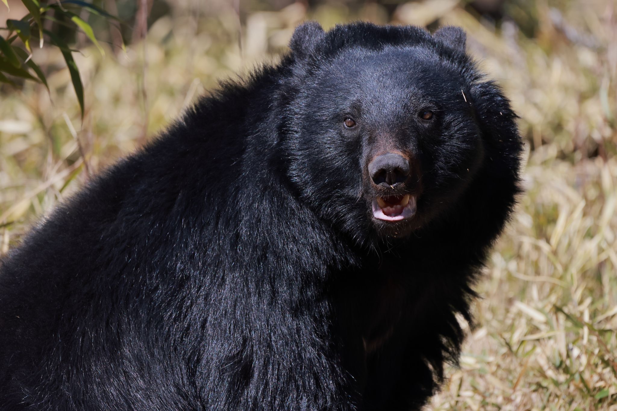 雑菌だらけのこんな爪でぶん殴られりゃ…致命傷だわな」クマの凶暴性を