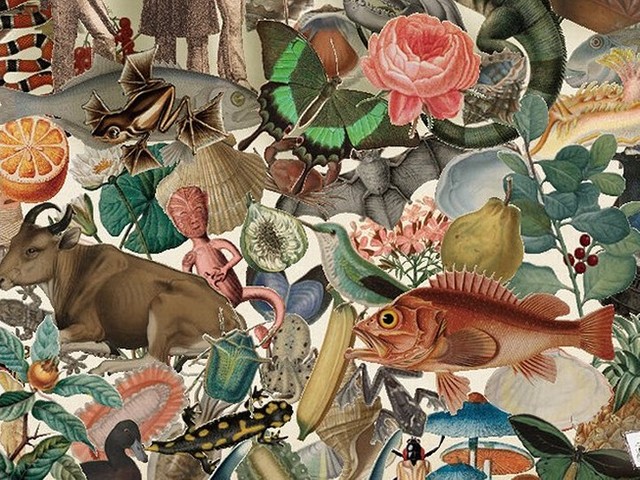 博物画の楽しみを知る “博物学黄金時代”に出版された、美しく貴重な