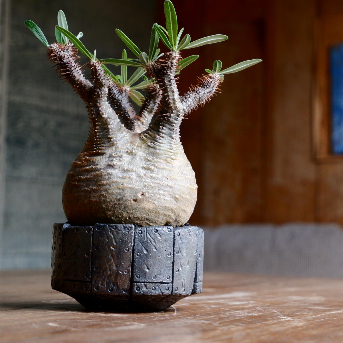 山中勇人 作家鉢 特大鉢 植木鉢 パキプス グラキリス アガベ 塊根 y鉢