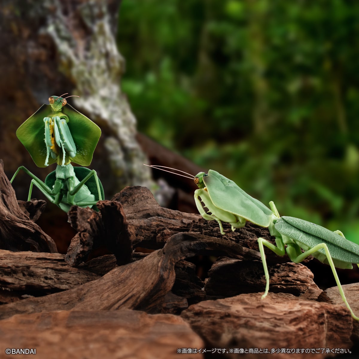 いきもの大図鑑 かまきり04【2023年11月発送】 | ナムコパークス