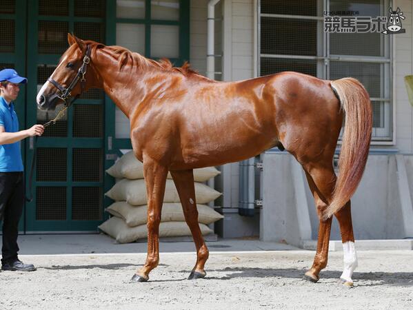 有馬記念フォトパドック】オルフェーヴル 写真は宝塚記念1週前。直前の