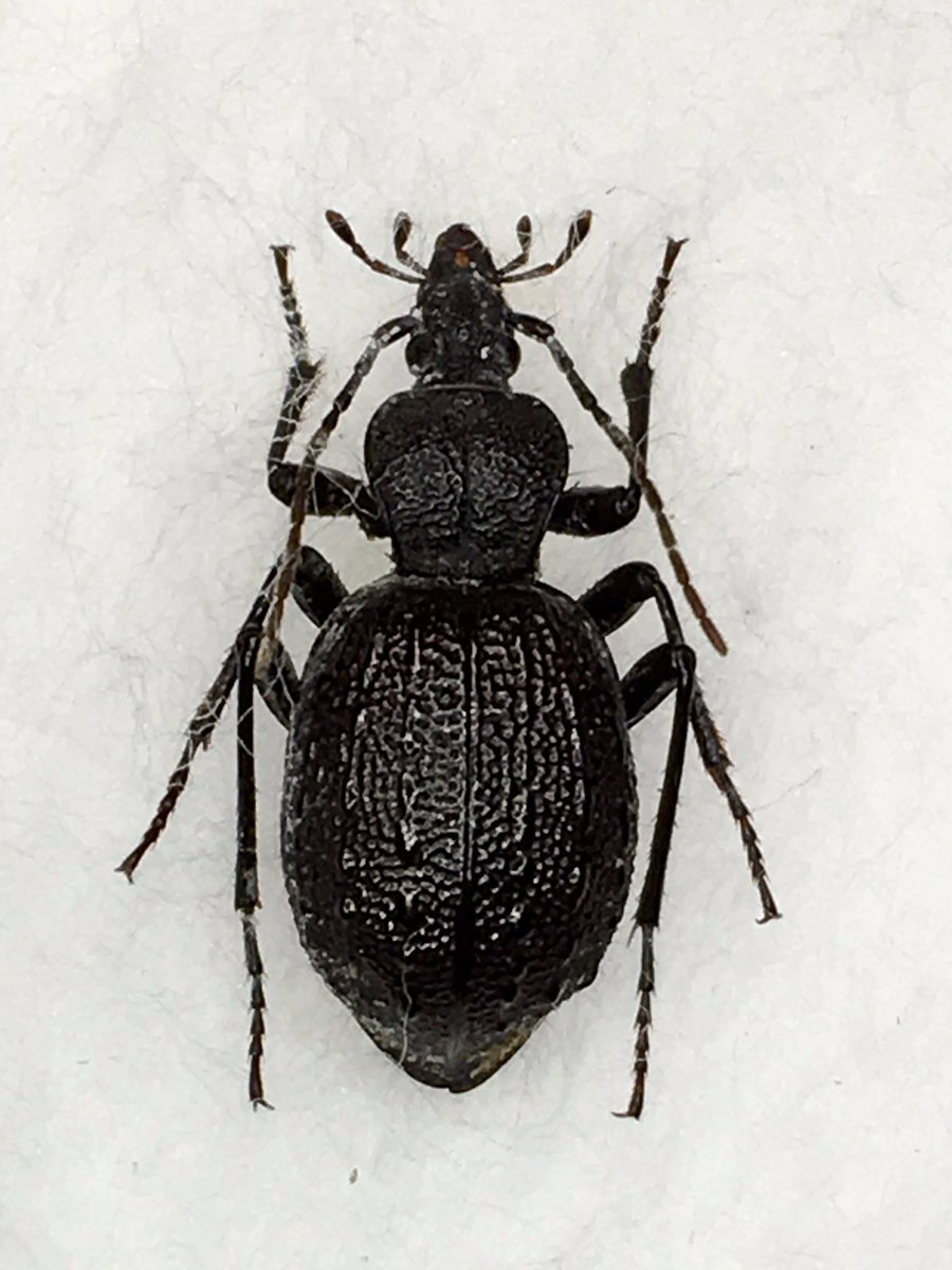 イタリアのセダカオサムシ 【公式通販】