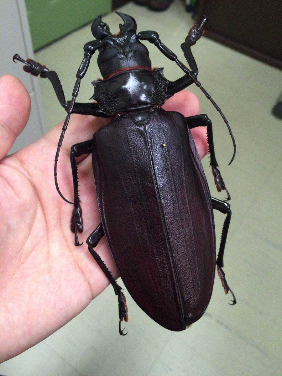 タイタンオオウスバカミキリの標本が乾燥したので、標本箱へ。今年の