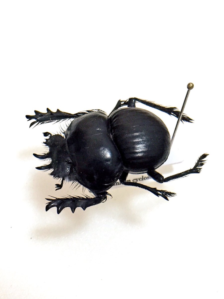 Eucranium cyclosoma 逆さヒサゴ型の体型と長い脚、頭盾から伸びた2本