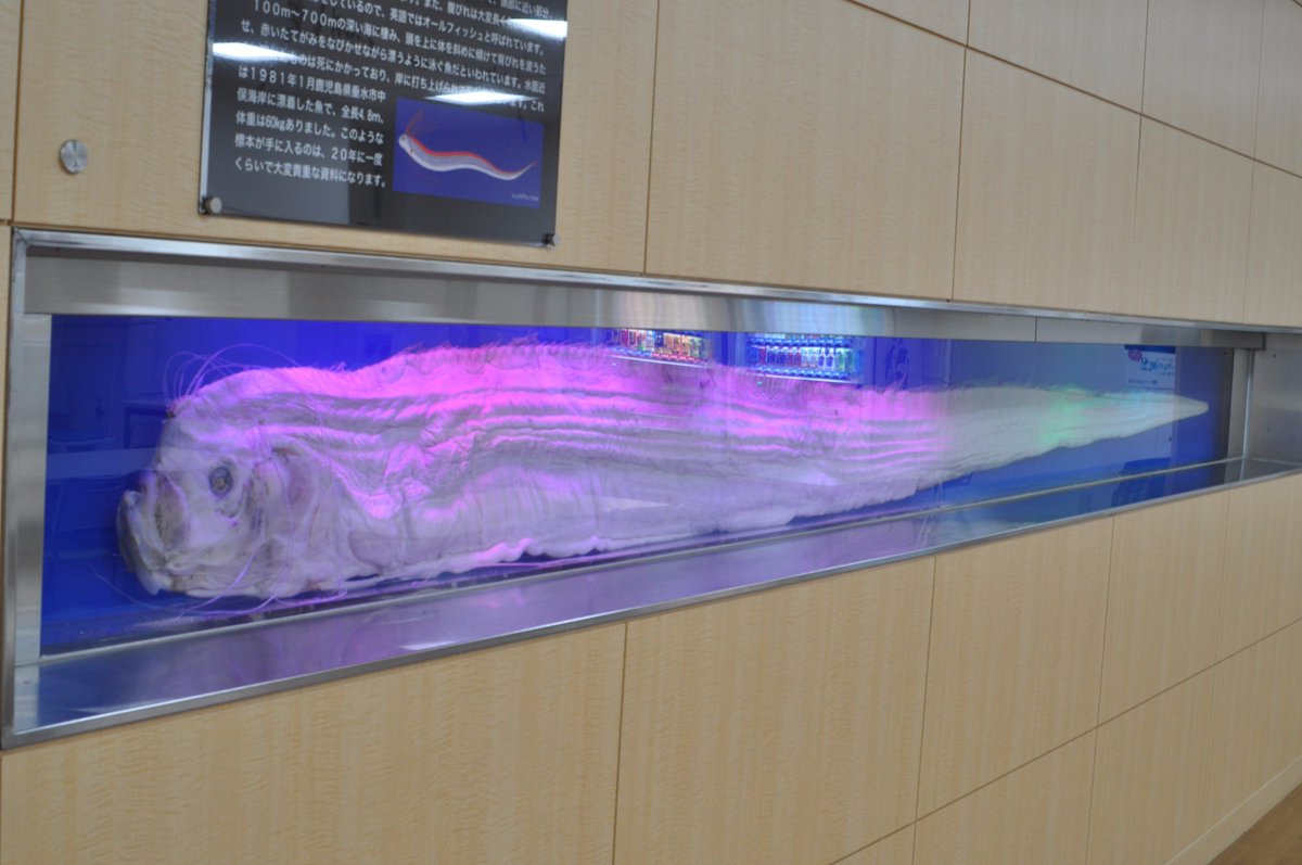 来週の1/27より「ゾクゾク #深海生物」が始まります！ #サンシャイン