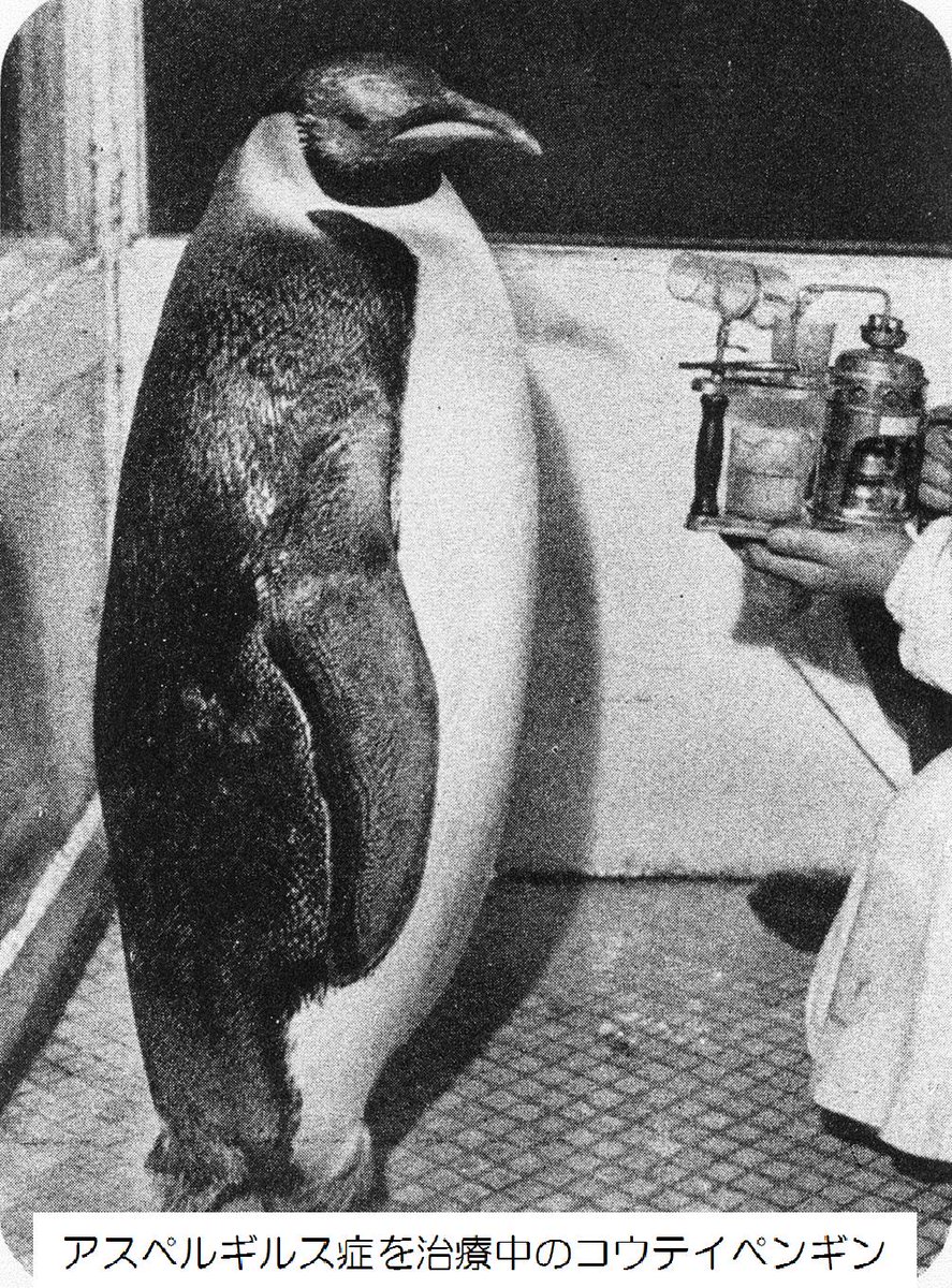 南極大陸に生息する世界最大のペンギンであるコウテイペンギンが初めて