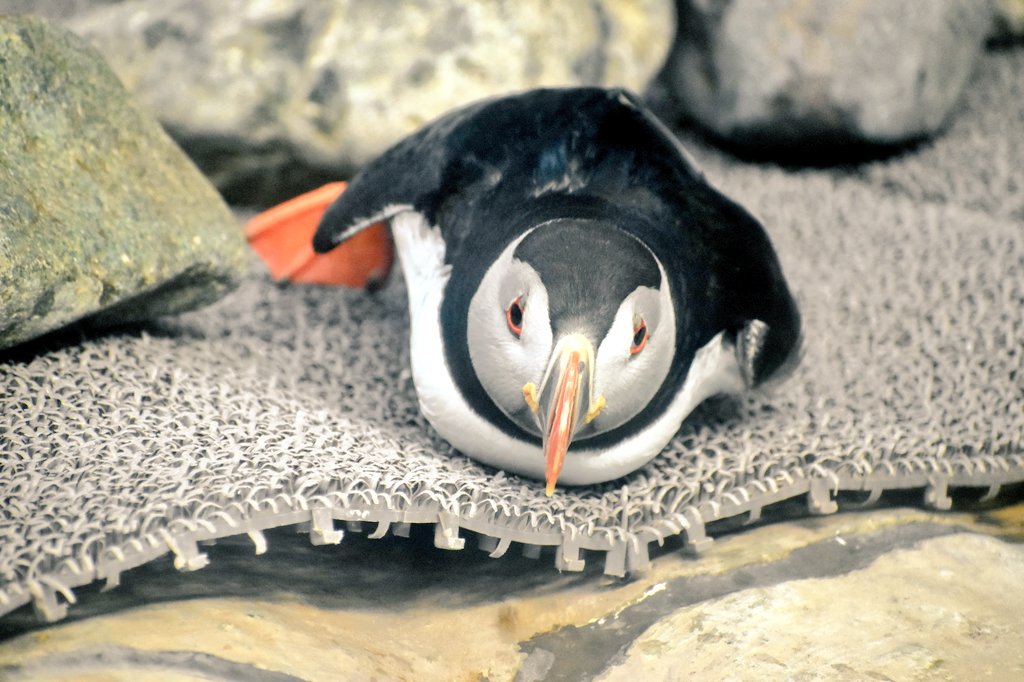 那須どうぶつ王国にいる #パフィン が、ちょっと困った顔してるけど