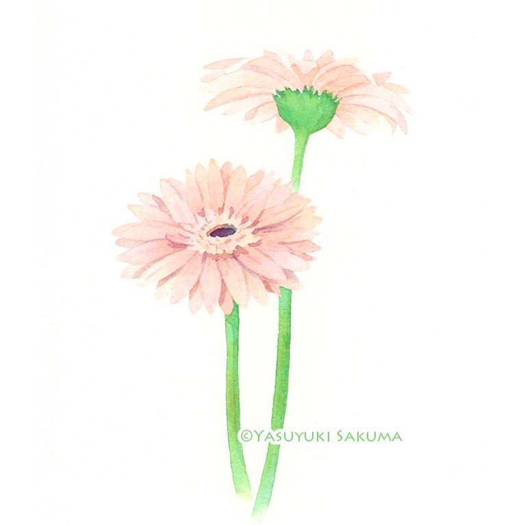 ガーベラを彩色完了。 この後サインを入れ、額装して完成