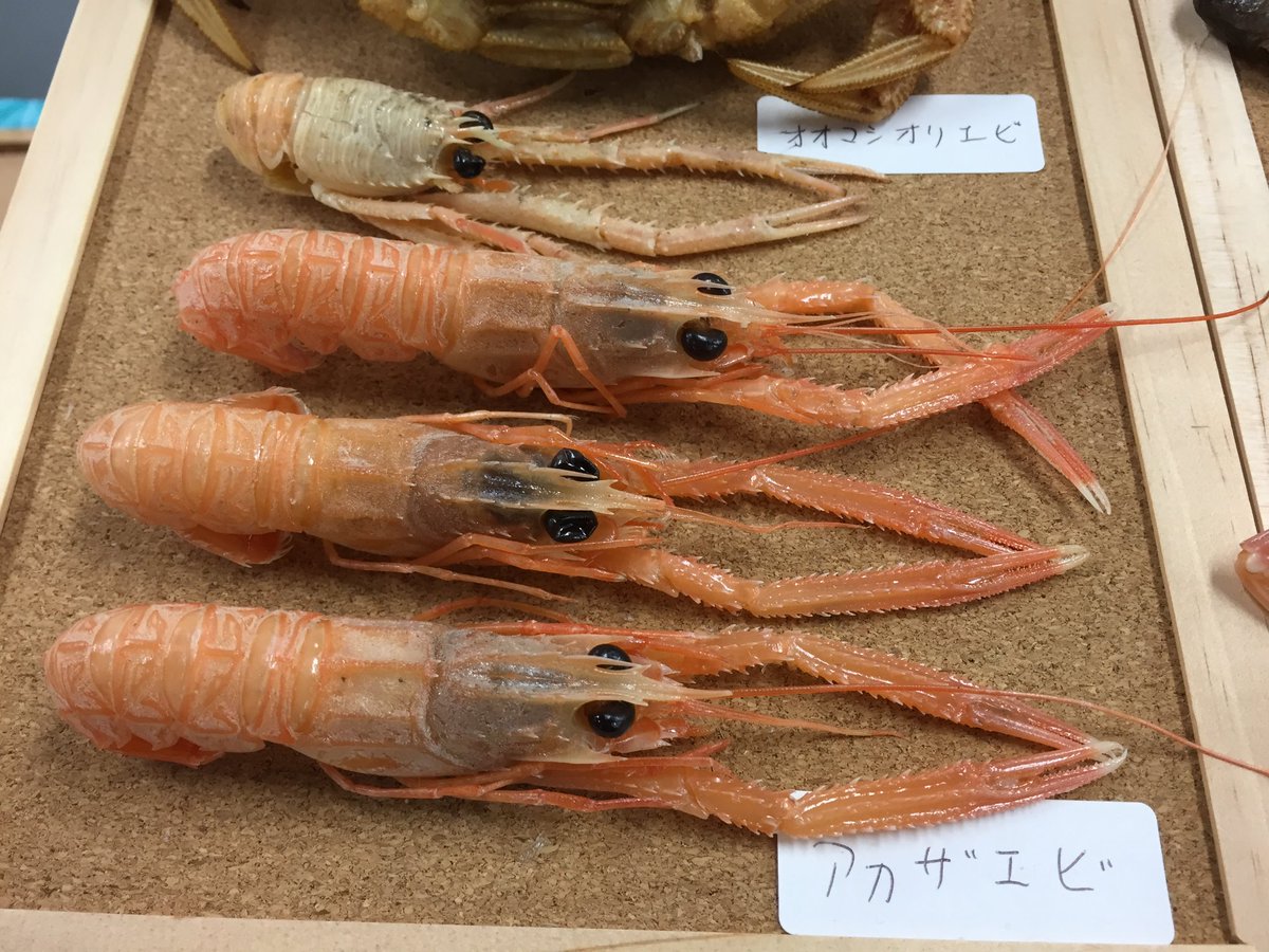 色彩保存標本展 (@sakana_hyohon) / Posts / X