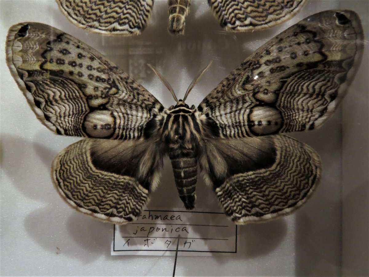 蛾の標本たち、その2。やはり、色も形もさまざまで感嘆させられる