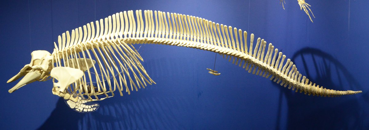 標本作製10】 イシイルカの骨格は寛骨(骨盤の名残)とV字骨を取り付け