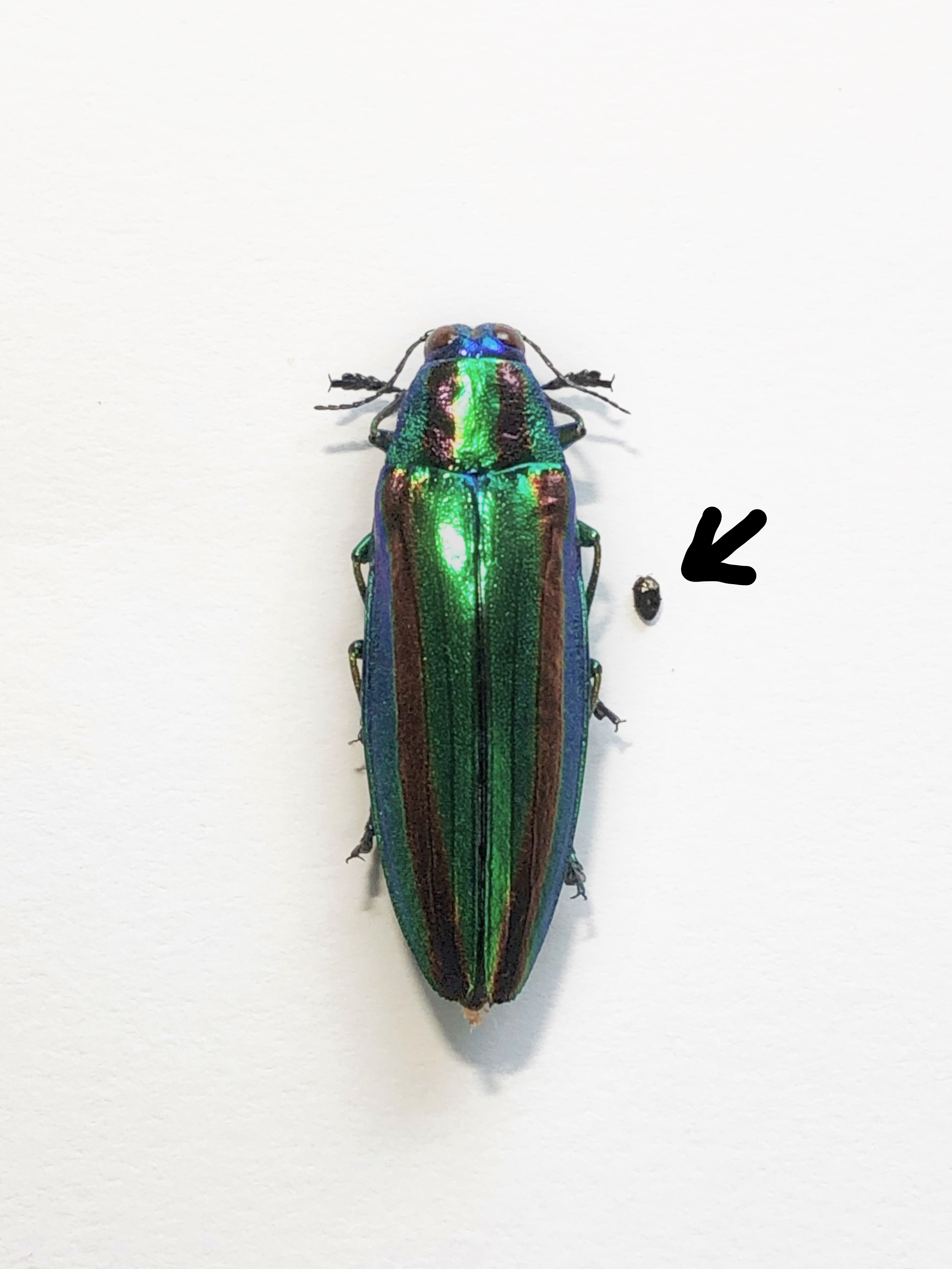 マレーシア産 最大種のタマムシ 74mm マレーシア産 最大種のタマムシ