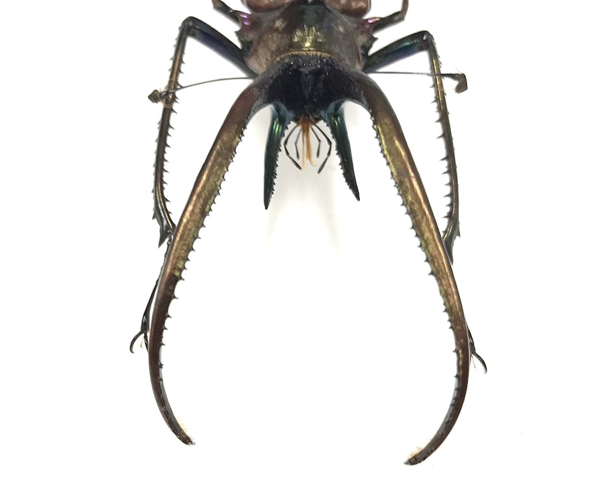 新着標本】 久しぶりにチリクワガタの標本がまとまって入荷🇨🇱 1番