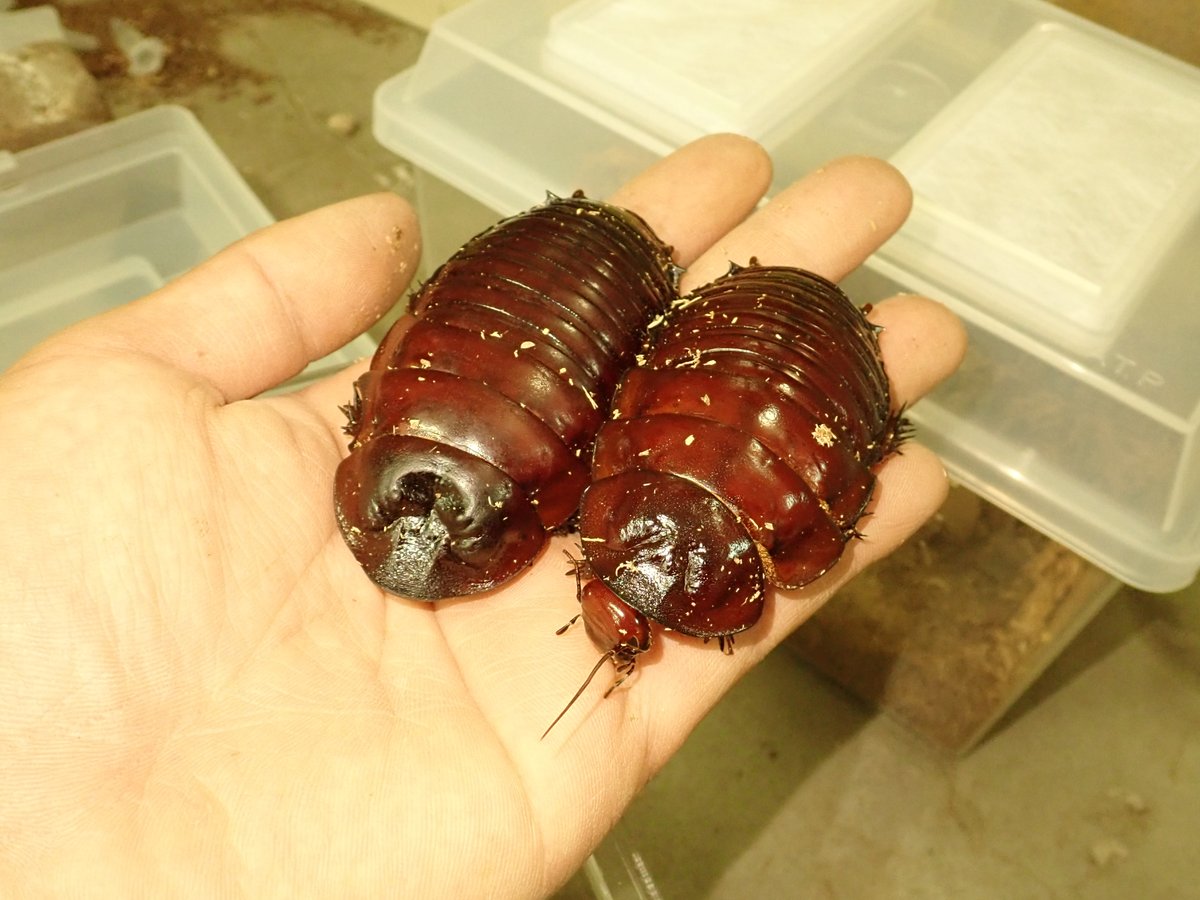 世界最大級のゴキブリ、ヨロイモグラゴキブリがやってきました！地中に