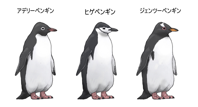 ジェンツーペンギン属3種