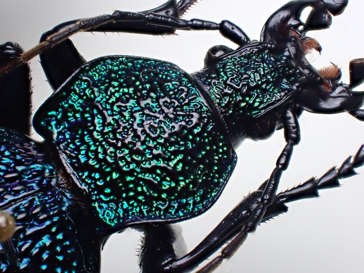 Carabus(Procerus)scabrosus tauricus イボハダオサムシ Crimea 標本箱