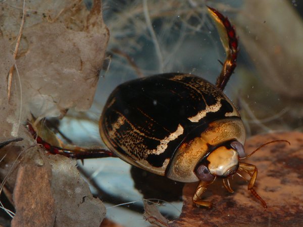 140字の制限の中でこの和名の長さは致命的ですが、ひとまず祝新種記載