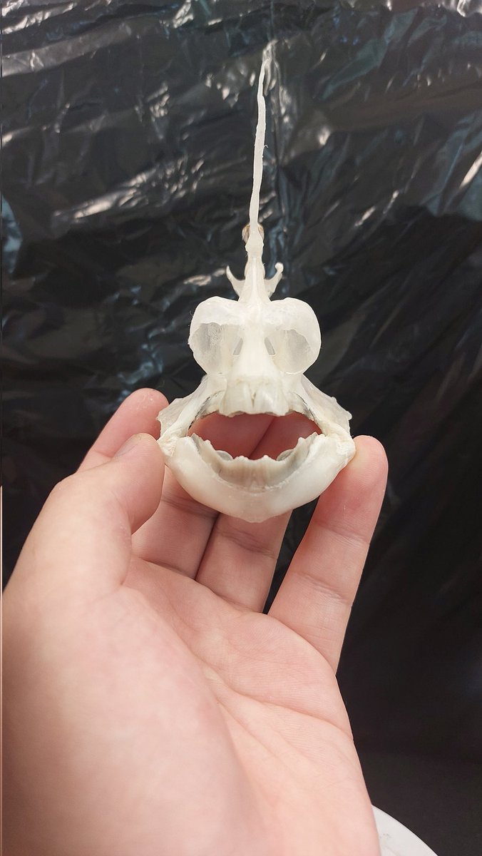 ギンザメの骨格標本が完成しました。 今回はオス個体なので頭について