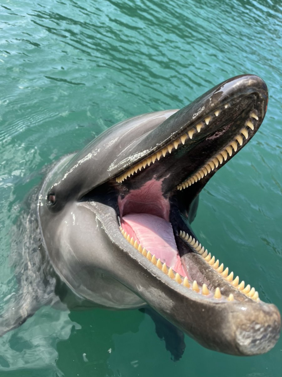 FDqkJL-aMAAACdB.jpg?format=jpg