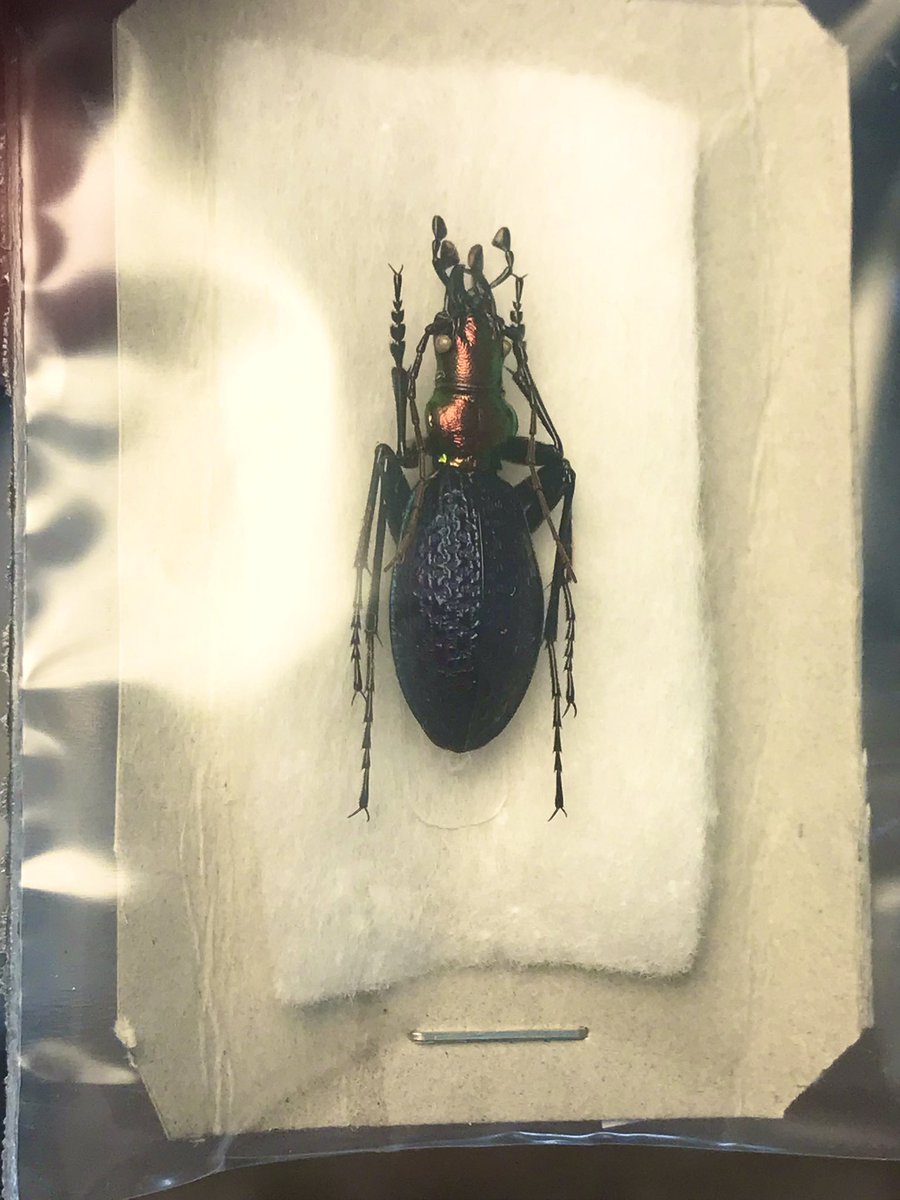 出かける前にササっと虫テロ オオズクビナガオサムシと その他外国産