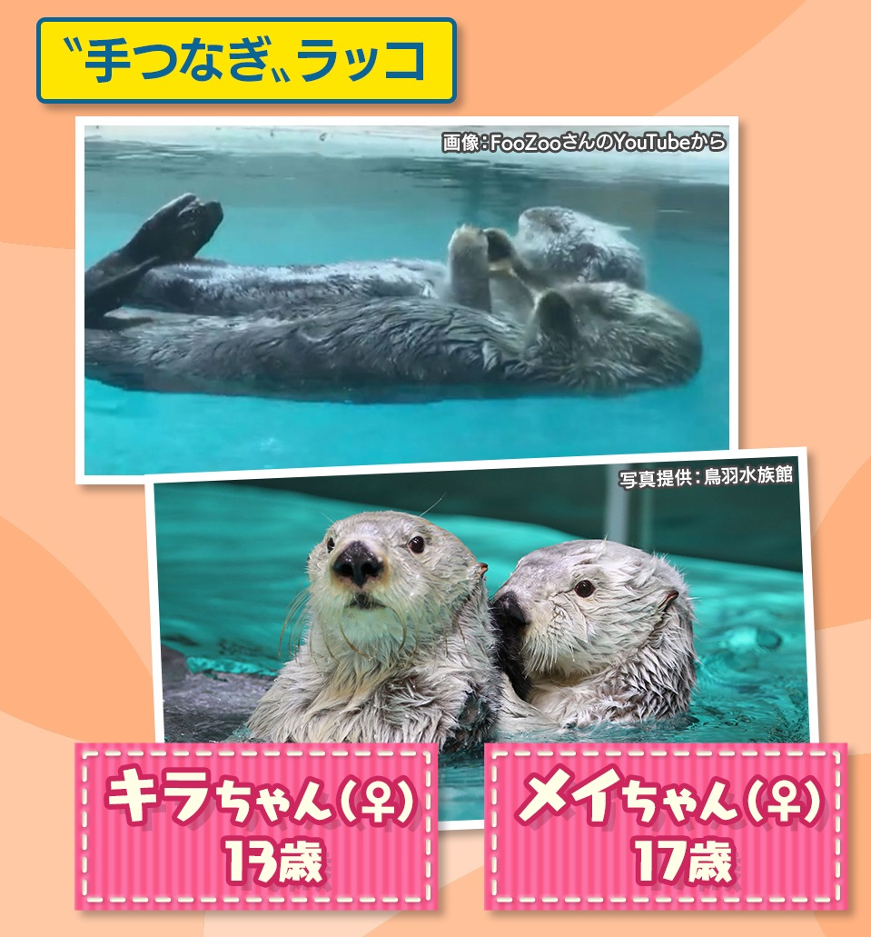 手をつなぐ理由です。 野生のラッコは「海流に流されないよう、海藻を