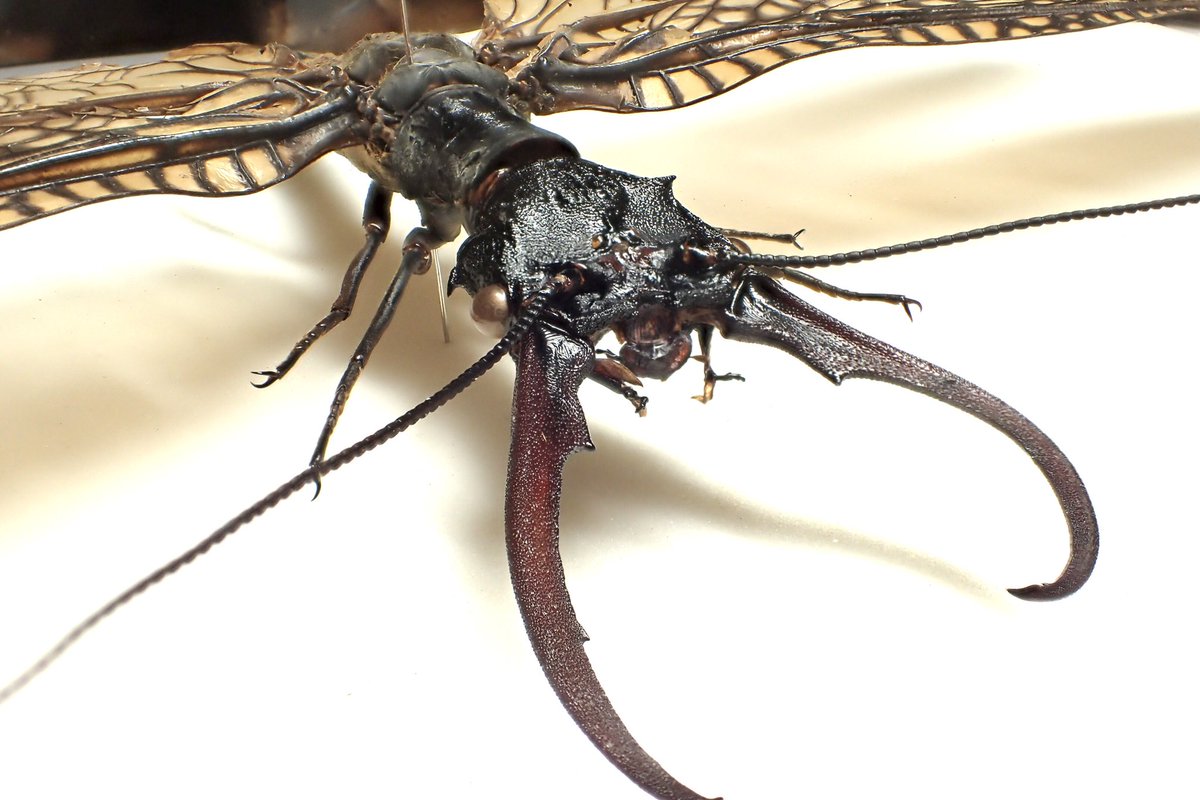 中国産オオキバヘビトンボ 𝐴𝑐𝑎𝑛𝑡ℎ𝑎𝑐𝑜𝑟𝑦𝑑𝑎𝑙𝑖𝑠