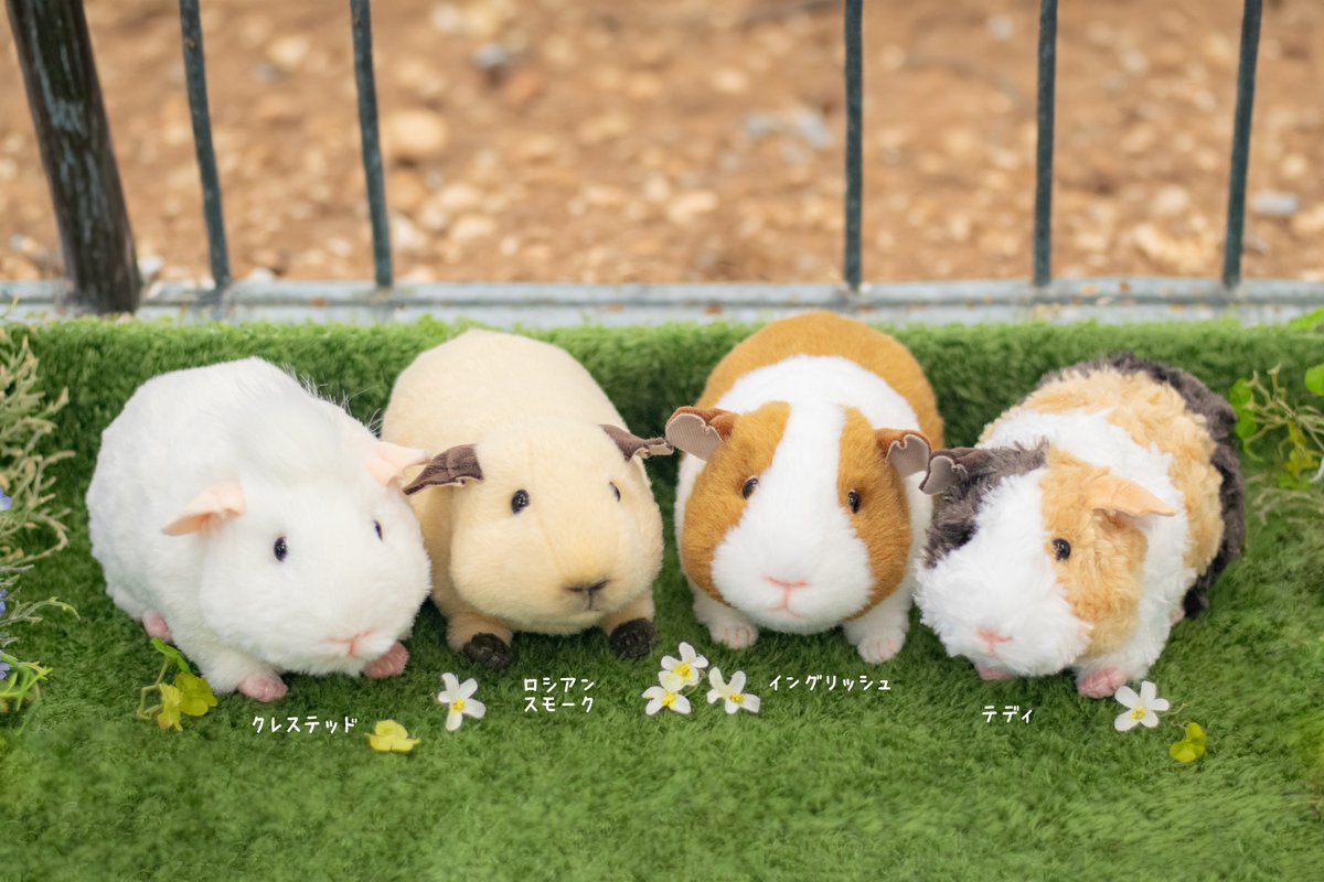 吉徳オンラインショップ】 オンラインでも、モルモットぬいぐるみ4種の