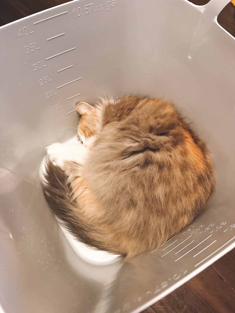 にゃんころ様 洗濯タグ にゃんころ様 洗濯タグ にゃんころ様 洗濯タグ