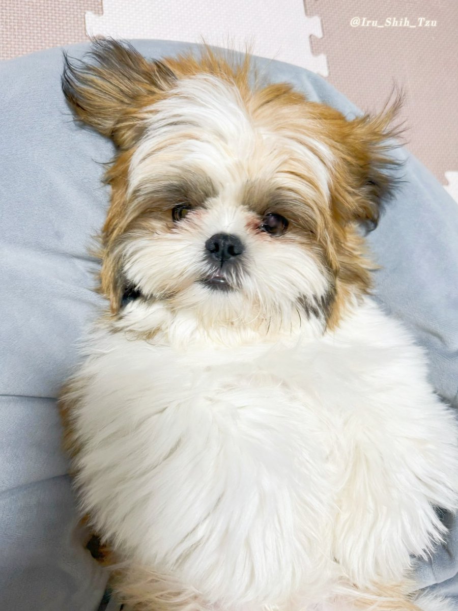 イルはシーズー (@Iru_Shih_Tzu) / Posts / X