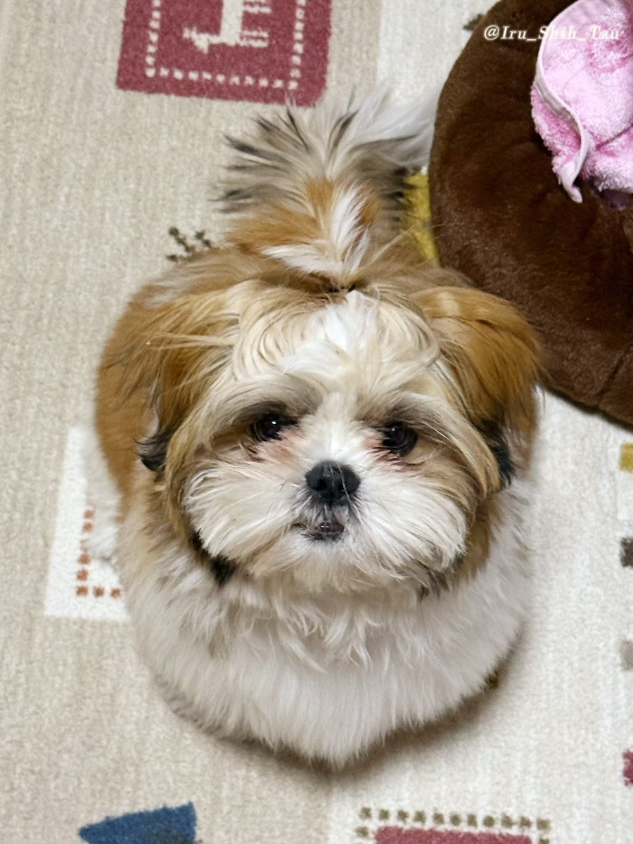イルはシーズー (@Iru_Shih_Tzu) / Posts / X