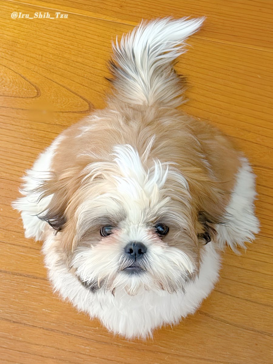 イルはシーズー (@Iru_Shih_Tzu) / Posts / X