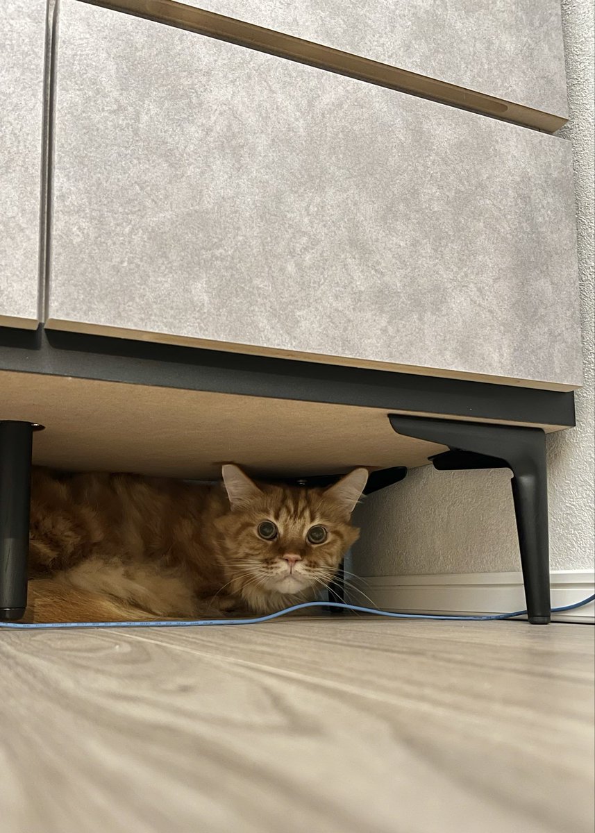 きなこ@OsakanaNeko (@kinako_osakana) / Posts / X