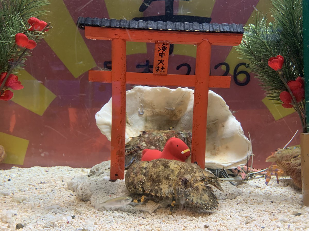 クリスマスの後はお正月水槽！🎍🌅 2026年は馬年！『鰢』という字を