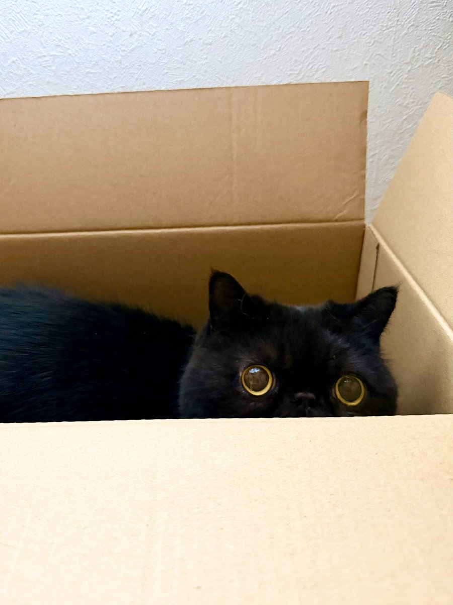 しぃちゃん (@shi_chan347) / Posts / X