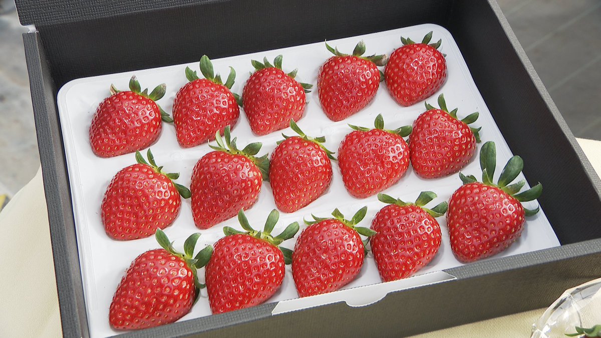 きょうは「#いちごの日」🍓 #旬感中継 は兵庫・小野市で “日本一の