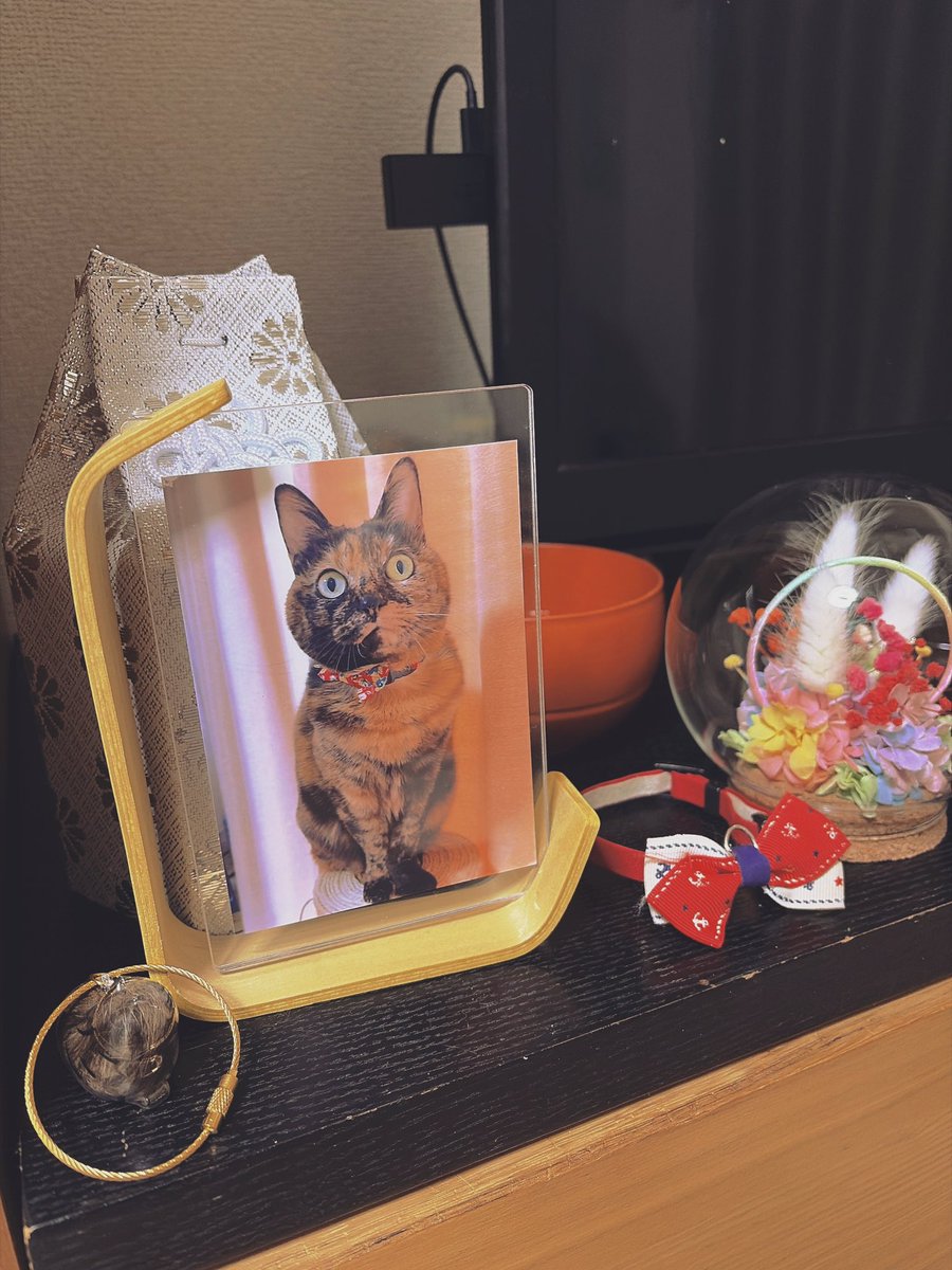 にゃー(飼い猫) (@Fl7m5NyhLHBzLcv) / Posts / X