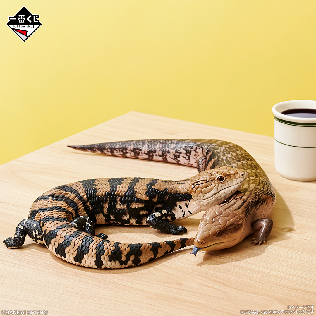 どっちが本物か分かるかな？👀／ 一番くじ 爬虫類＆両生類～Tiny