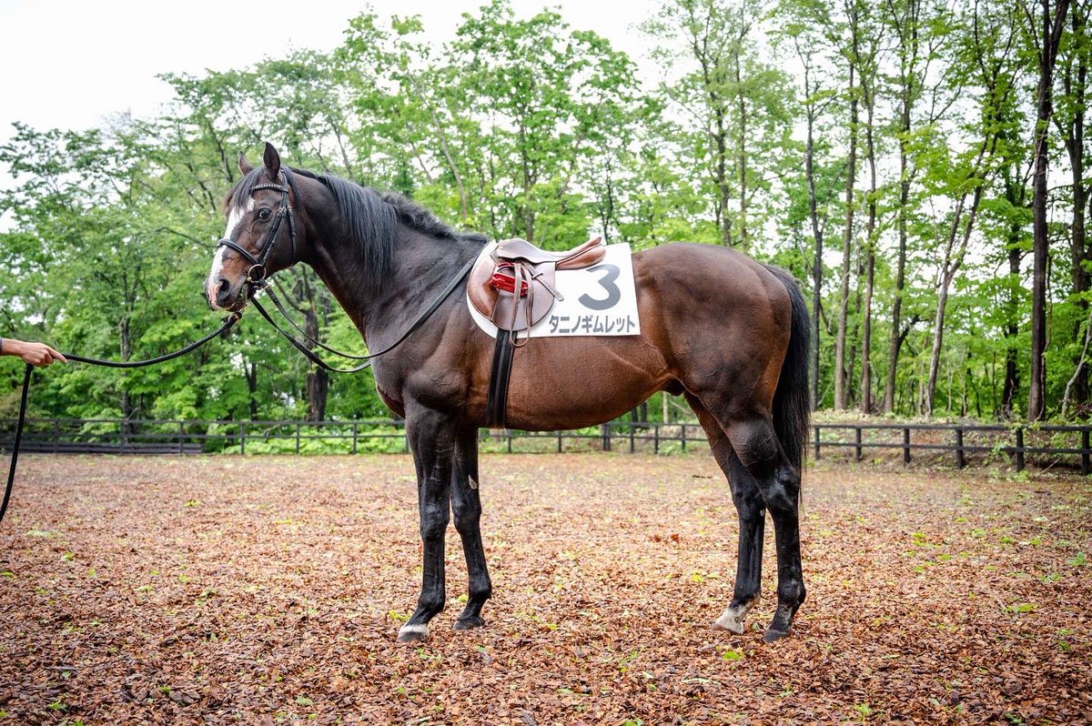 🏇 タニノギムレット 勝守り（かちまもり） ── いまもなお生きる伝説