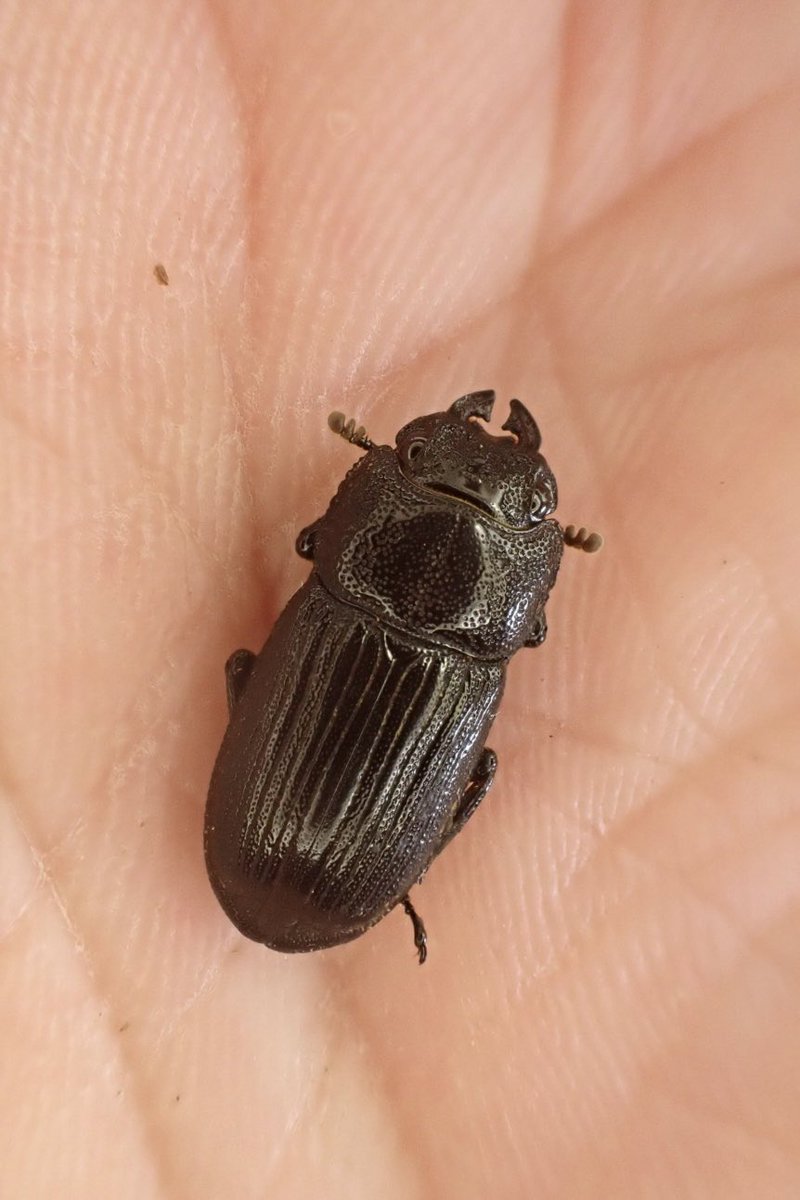 Sparkle Beetle (@BeetleSparkle) / Posts / X